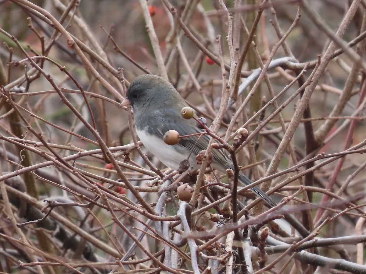 vinterjunko (hyemalis/carolinensis) - ML645862857