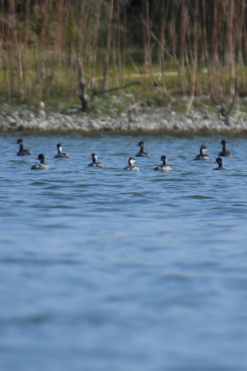 svarthalsdykker - ML645862858