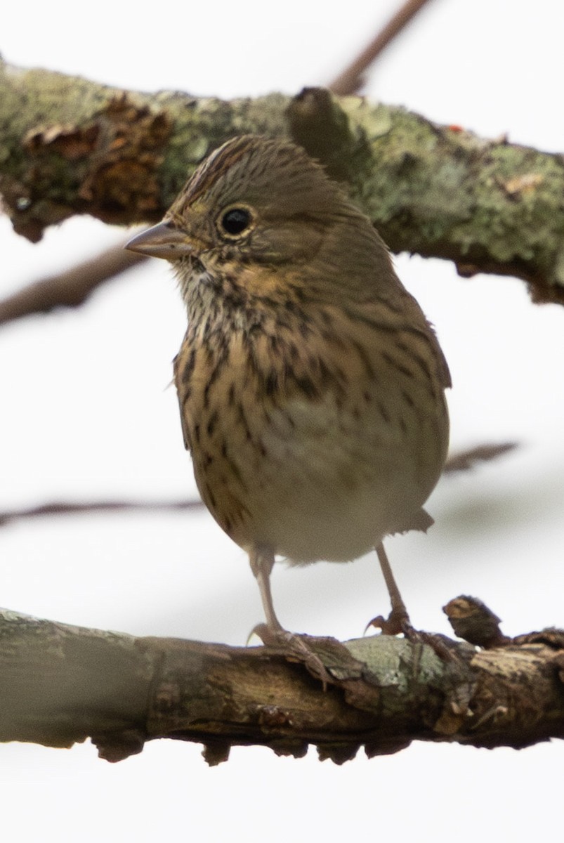 Lincoln's Sparrow - ML645862859