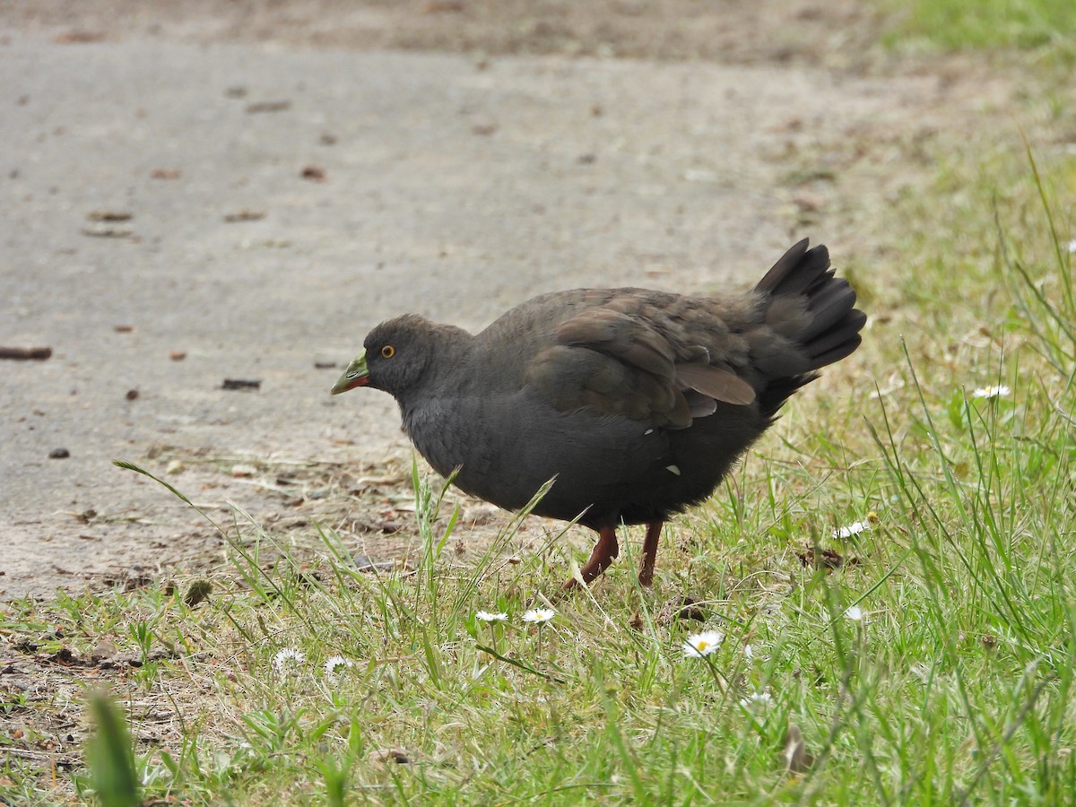 vandresivhøne - ML645862860