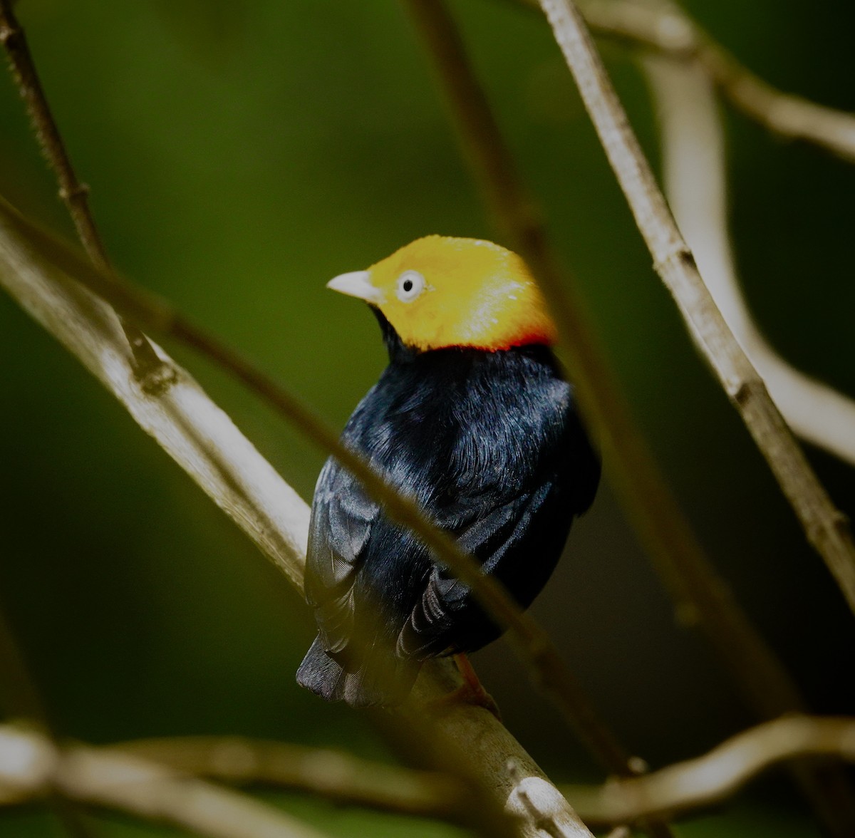 gullhodemanakin - ML645862861