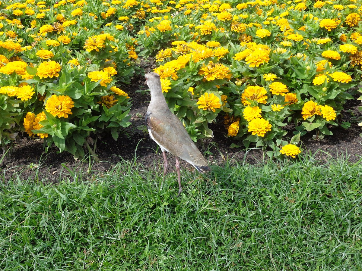 bronsevipe - ML645862863