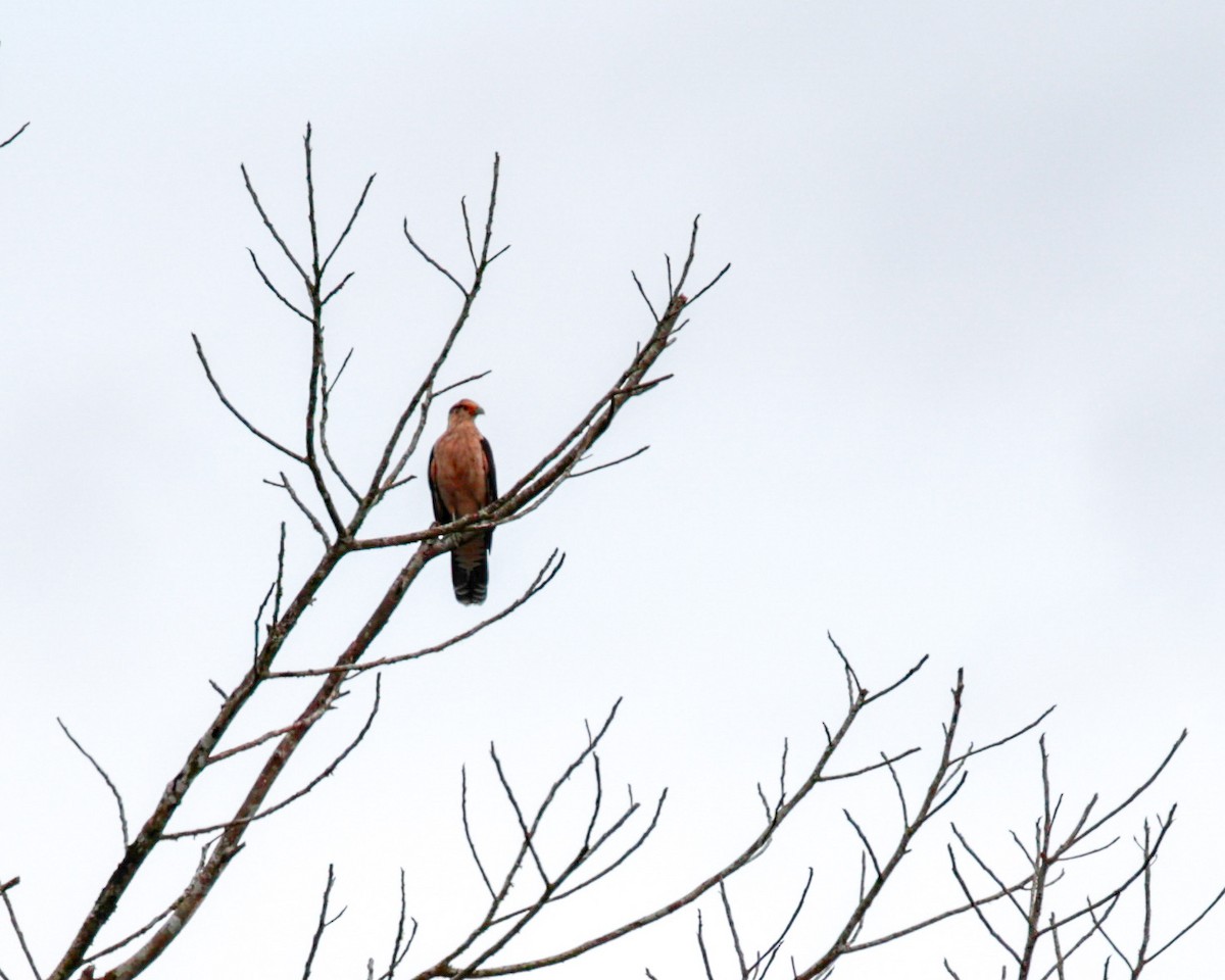 kremkarakara - ML645862864