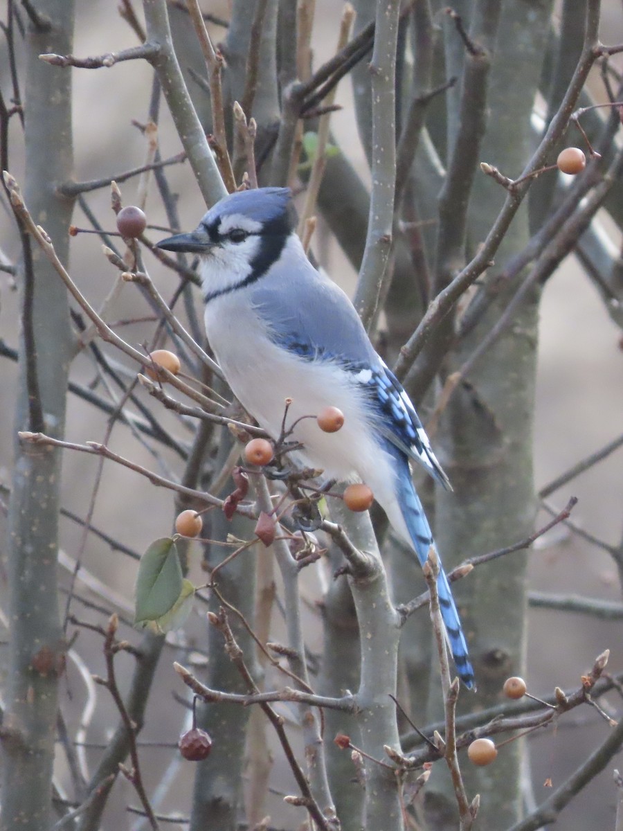 blåskrike - ML645862866