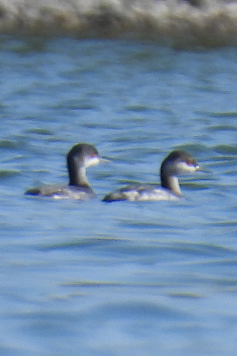 svarthalsdykker - ML645862867