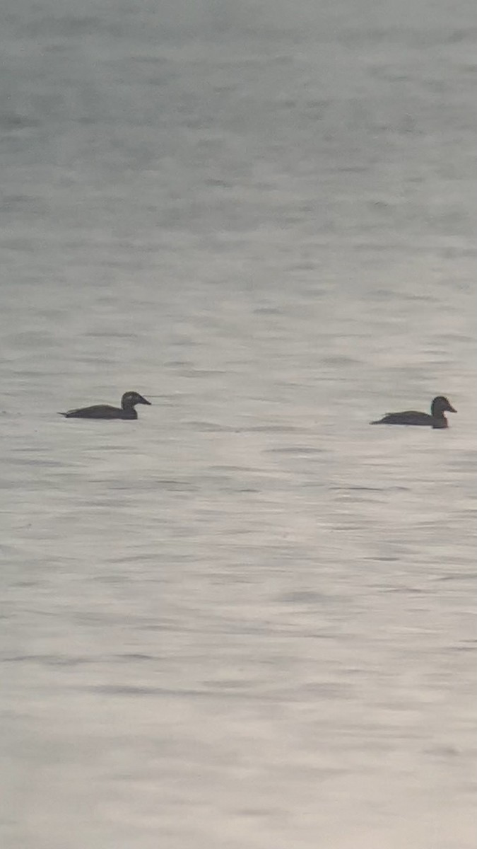 turpan pestrozobý - ML645862870