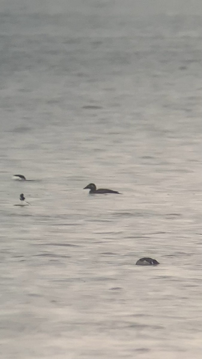 turpan pestrozobý - ML645862871