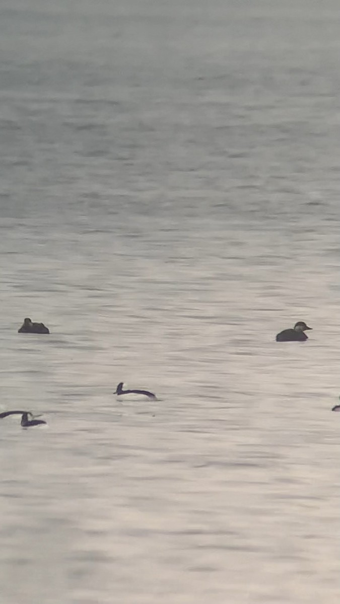 turpan žlutozobý - ML645862879