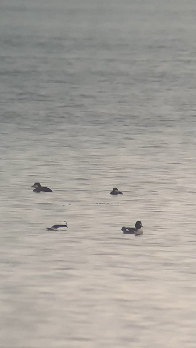 turpan žlutozobý - ML645862880