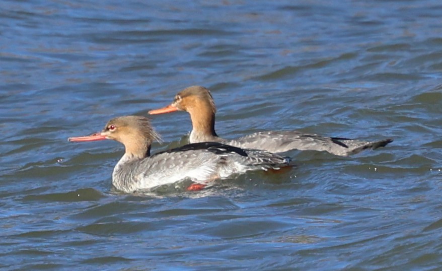Red-breasted Merganser - ML645862882
