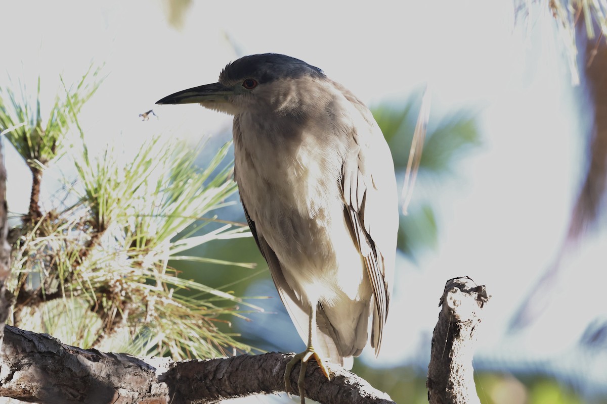 Black-crowned Night Heron - ML645862883