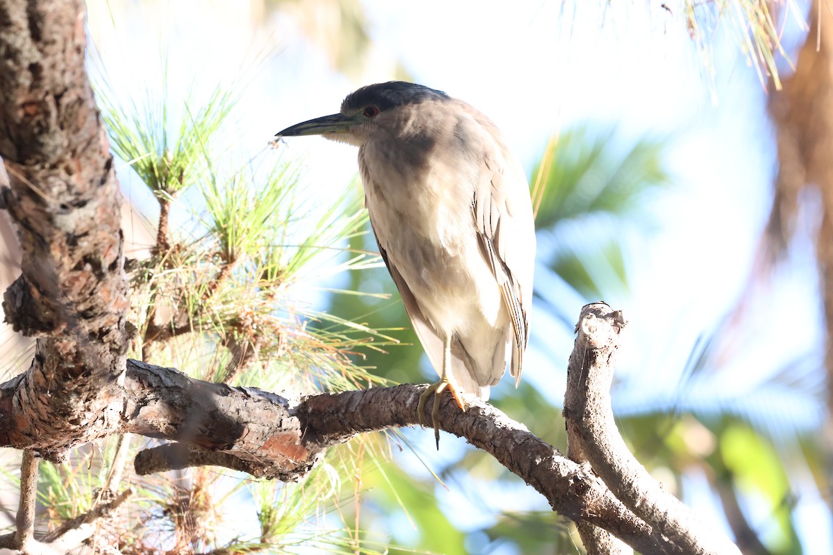 Black-crowned Night Heron - ML645862884