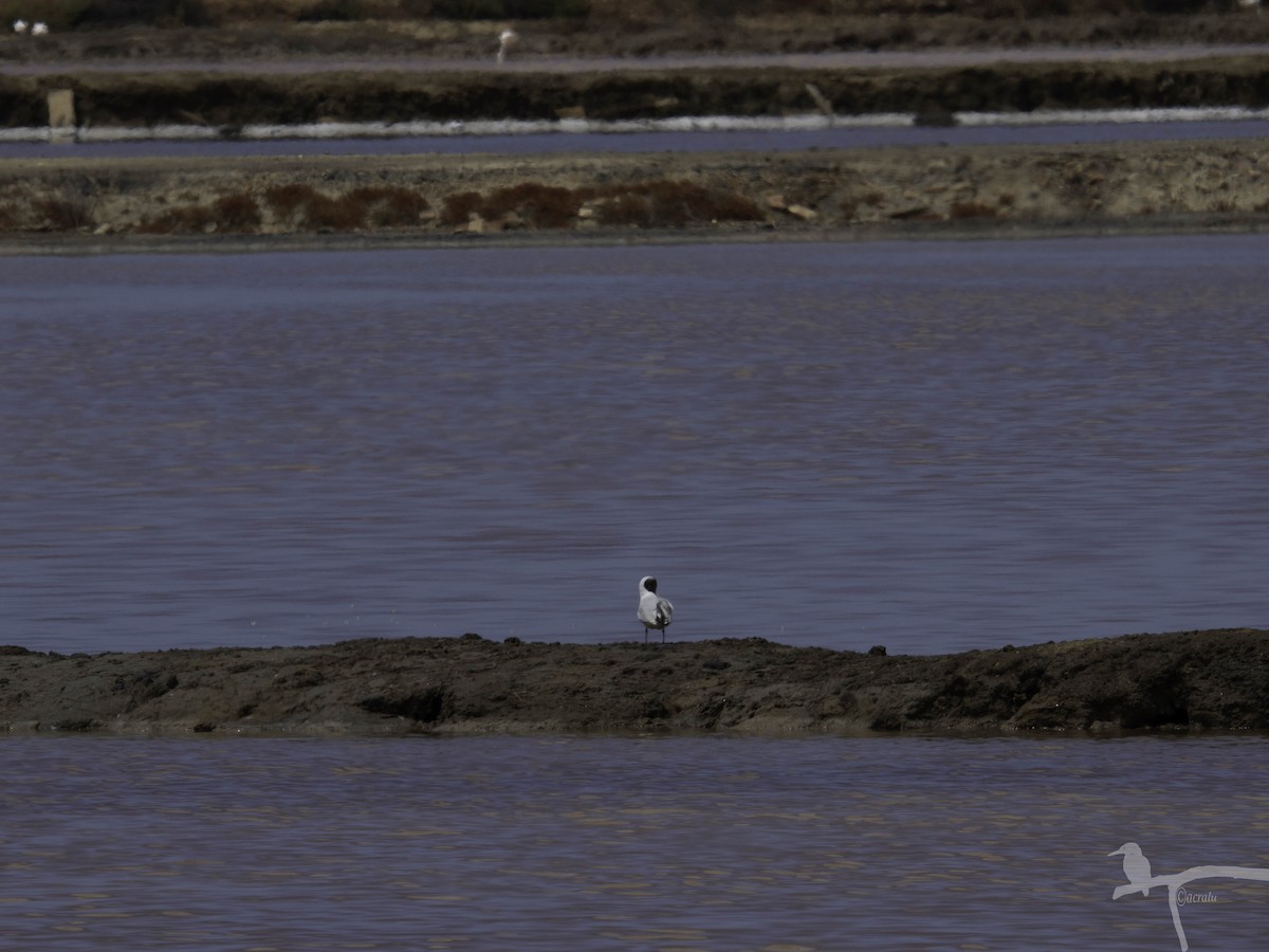 Black-headed Gull - ML645862885