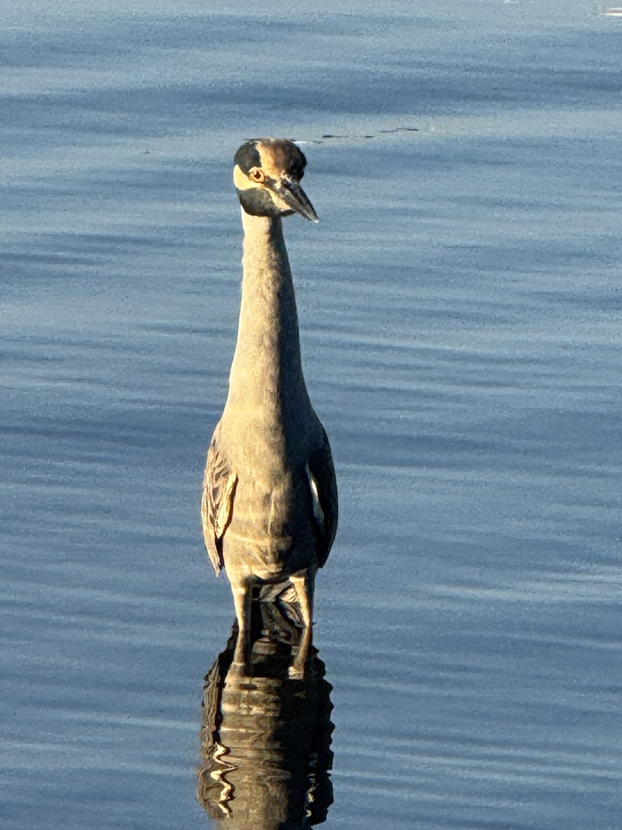 kvakoš žlutočelý - ML645862889