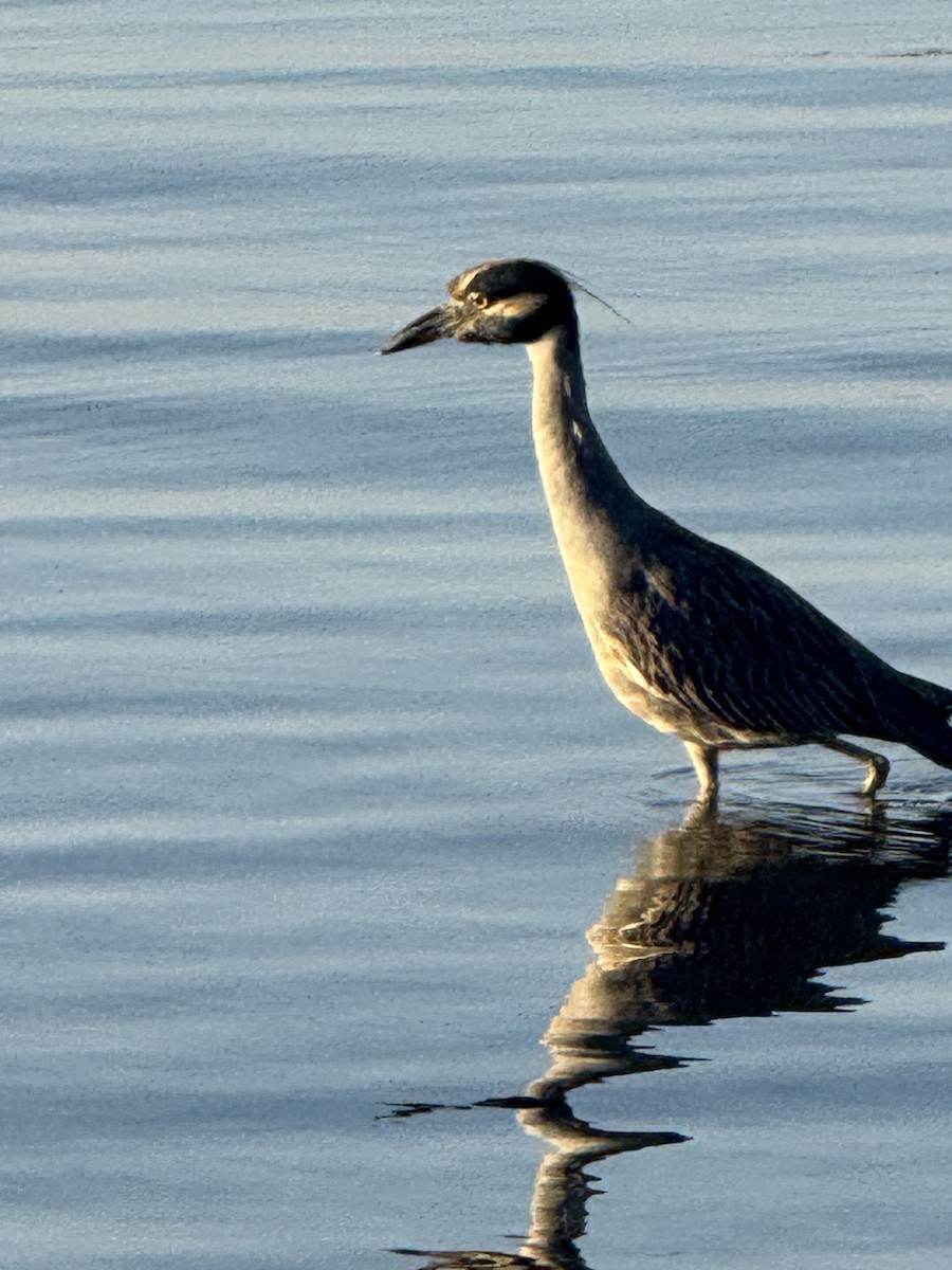 kvakoš žlutočelý - ML645862890