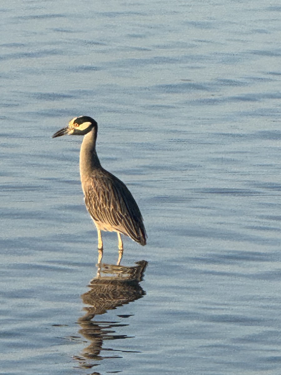 kvakoš žlutočelý - ML645862891