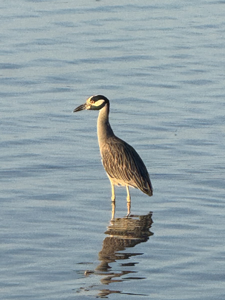 kvakoš žlutočelý - ML645862892