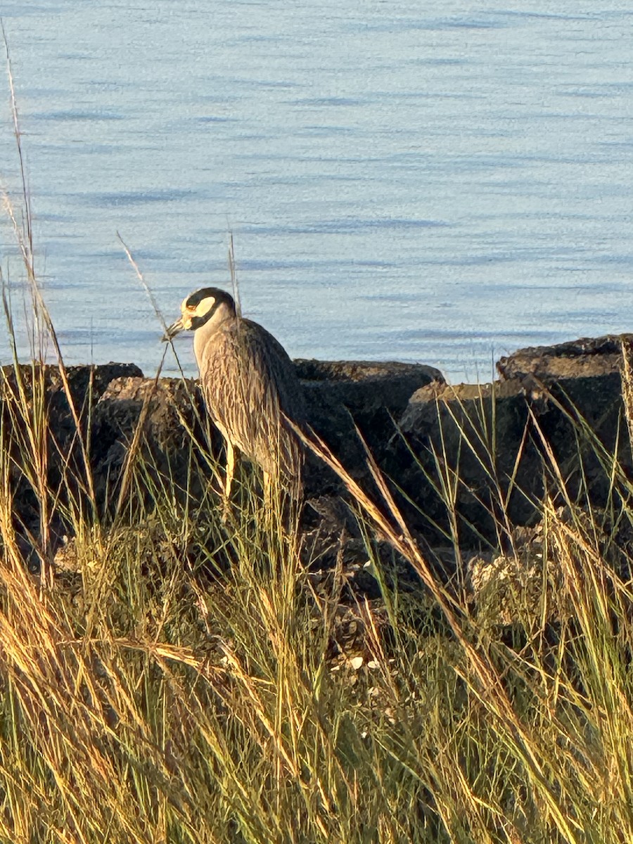 kvakoš žlutočelý - ML645862893