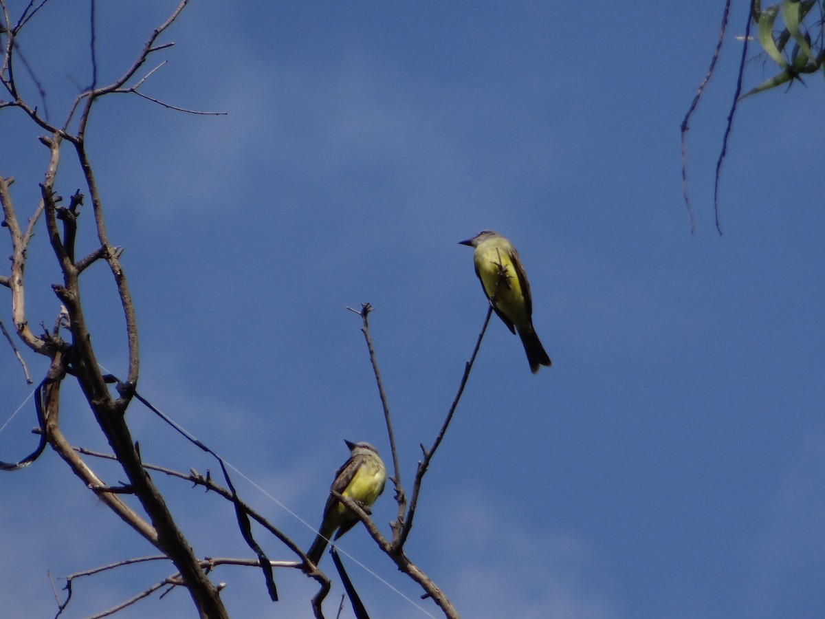 Tropical Kingbird - ML645862896