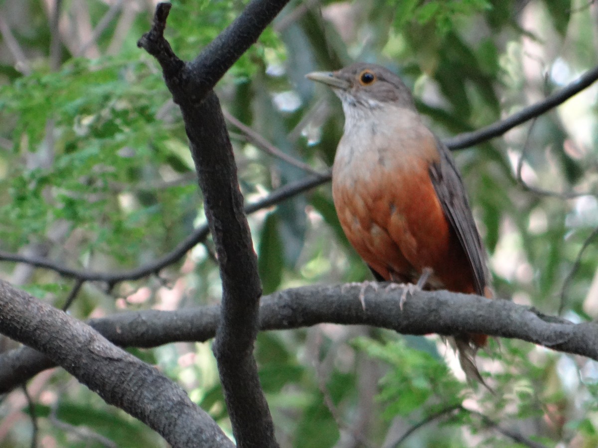 Rufous-bellied Thrush - ML645862912