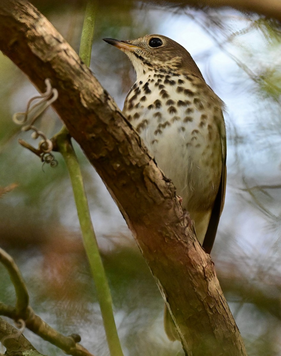 Hermit Thrush - ML645862917
