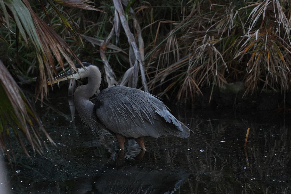 Great Blue Heron - ML645862920