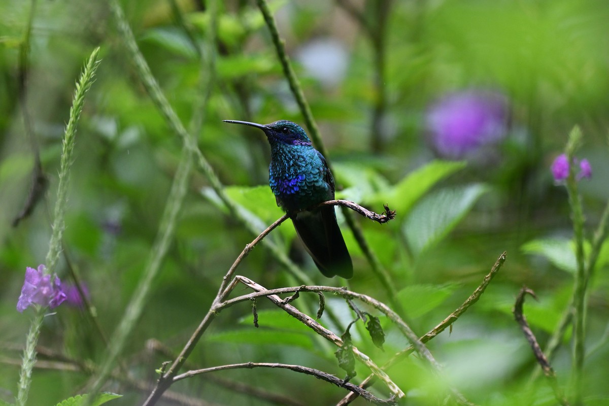 fiolørekolibri - ML645862923