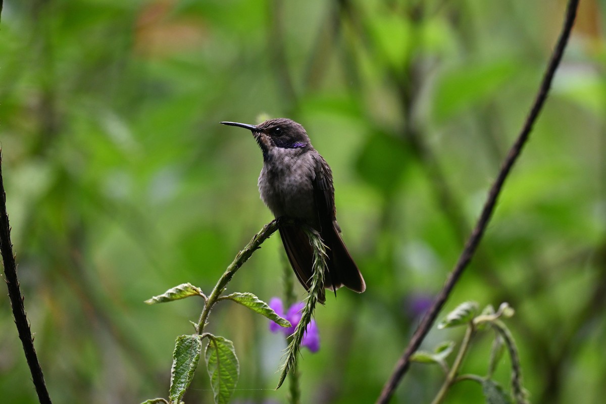 Brown Violetear - ML645862927