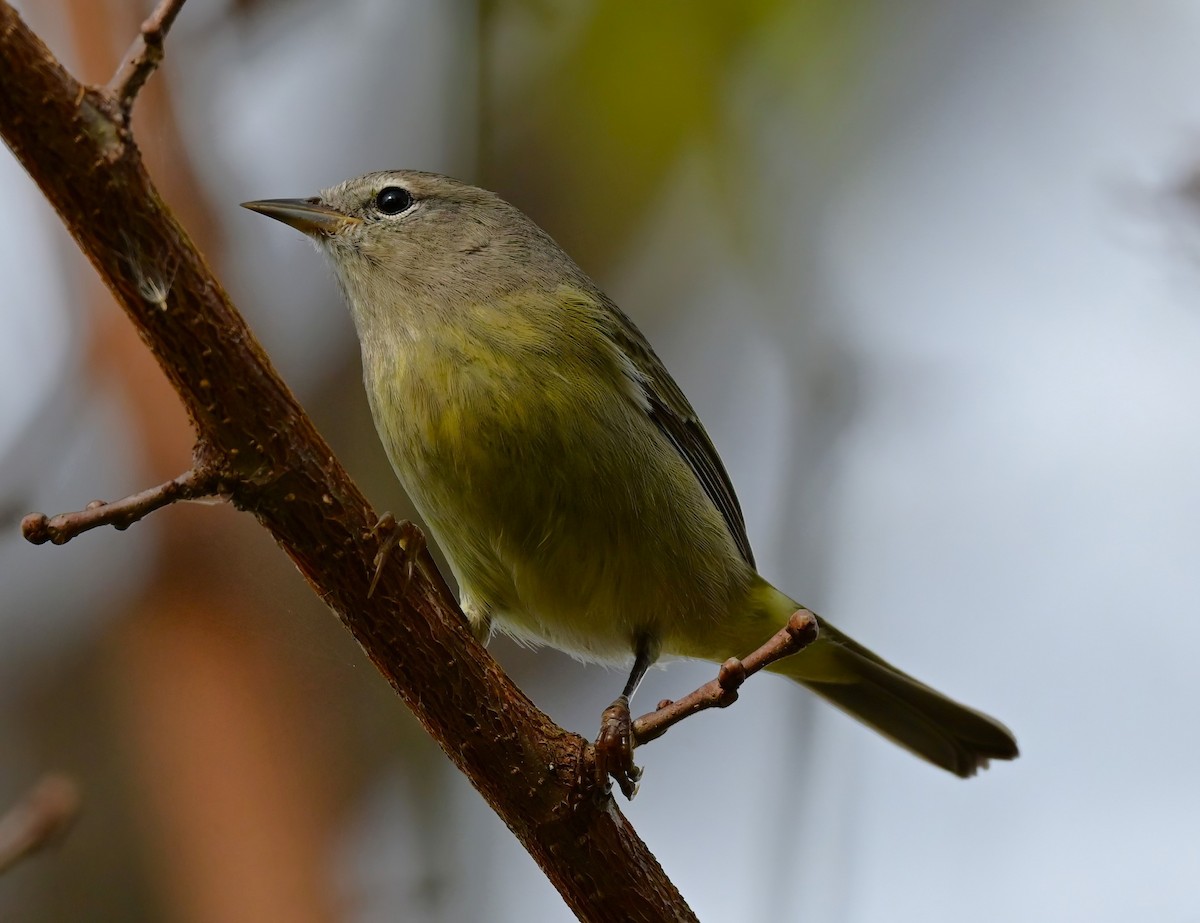 Orange-crowned Warbler - ML645862929