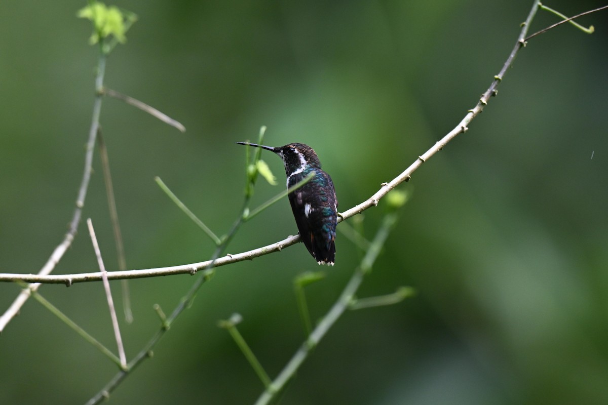 Gorgeted Woodstar - ML645862930