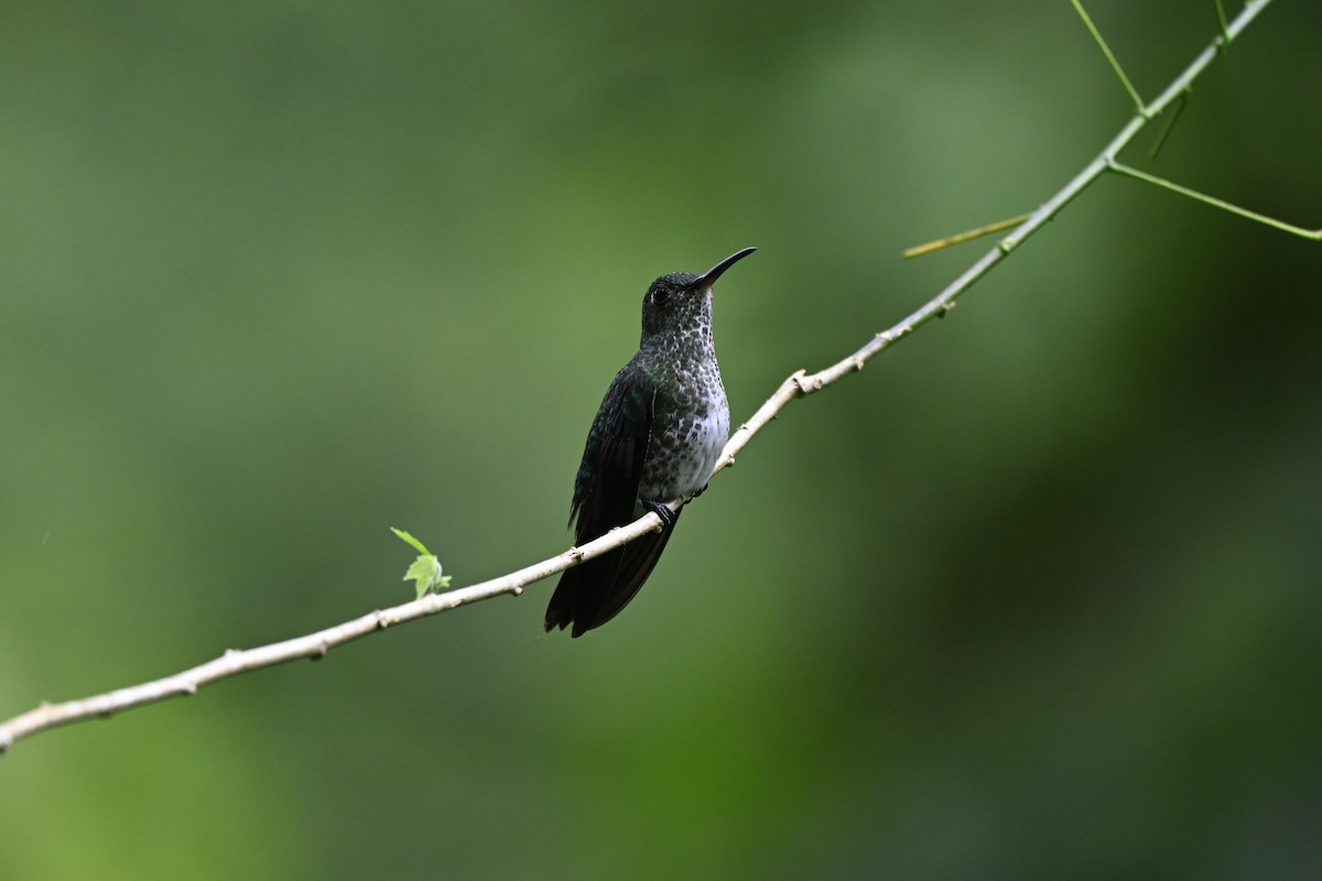 Colibri grivelé - ML645862934