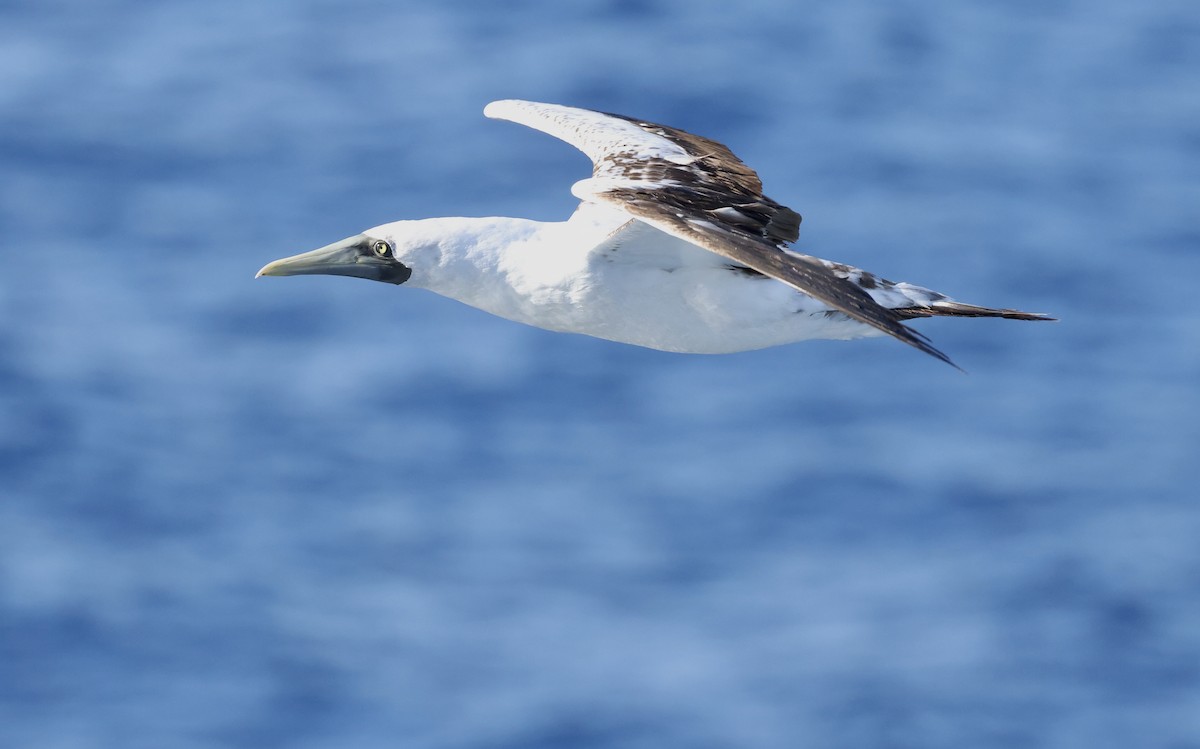 Alcatraz Atlántico - ML645862948