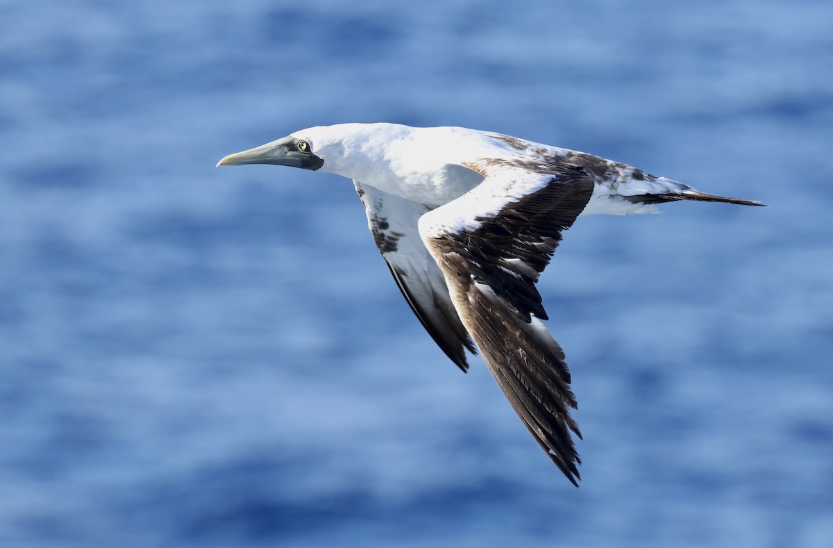 Alcatraz Atlántico - ML645862949