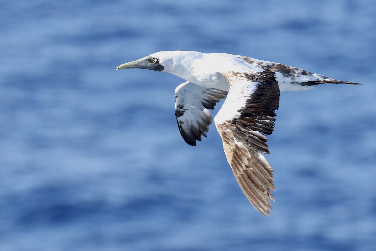 Alcatraz Atlántico - ML645862950