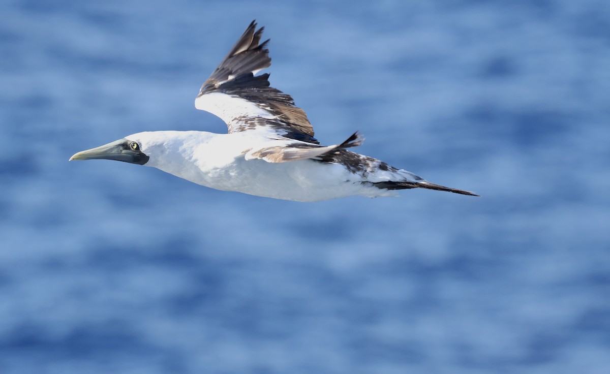 Alcatraz Atlántico - ML645862951