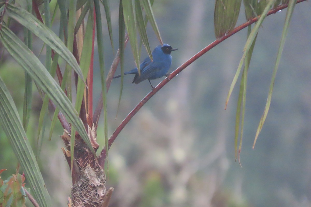 Masked Flowerpiercer - ML645862966