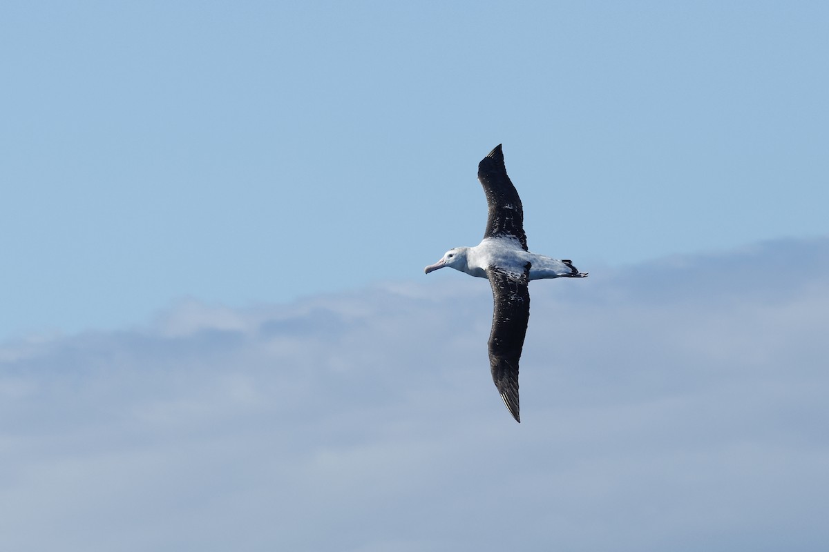 Antipodean Albatross (Gibson's) - ML645862981