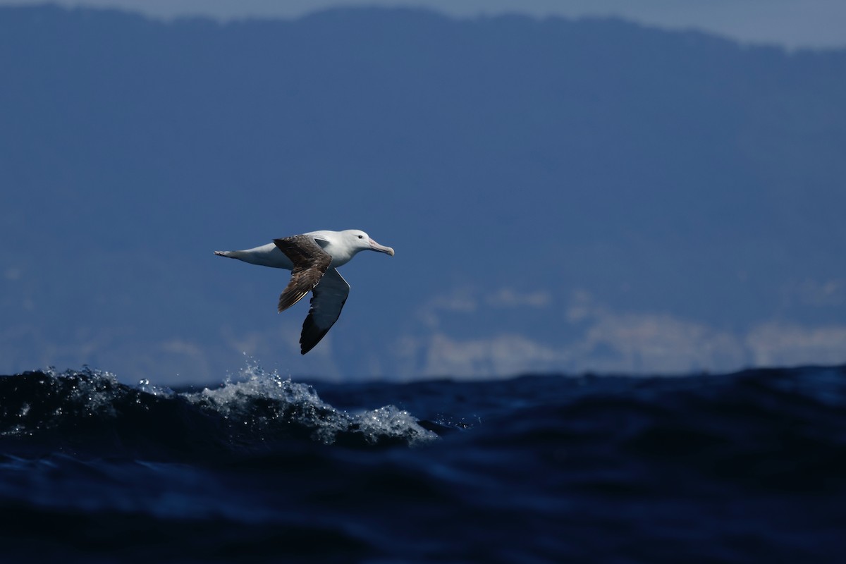 Antipodean Albatross (Gibson's) - ML645862983