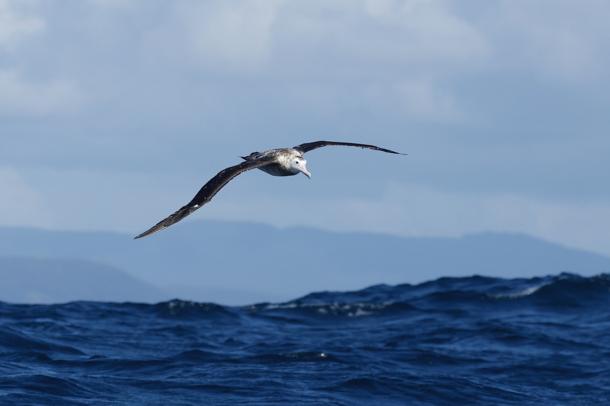 Antipodean Albatross (Gibson's) - ML645862985