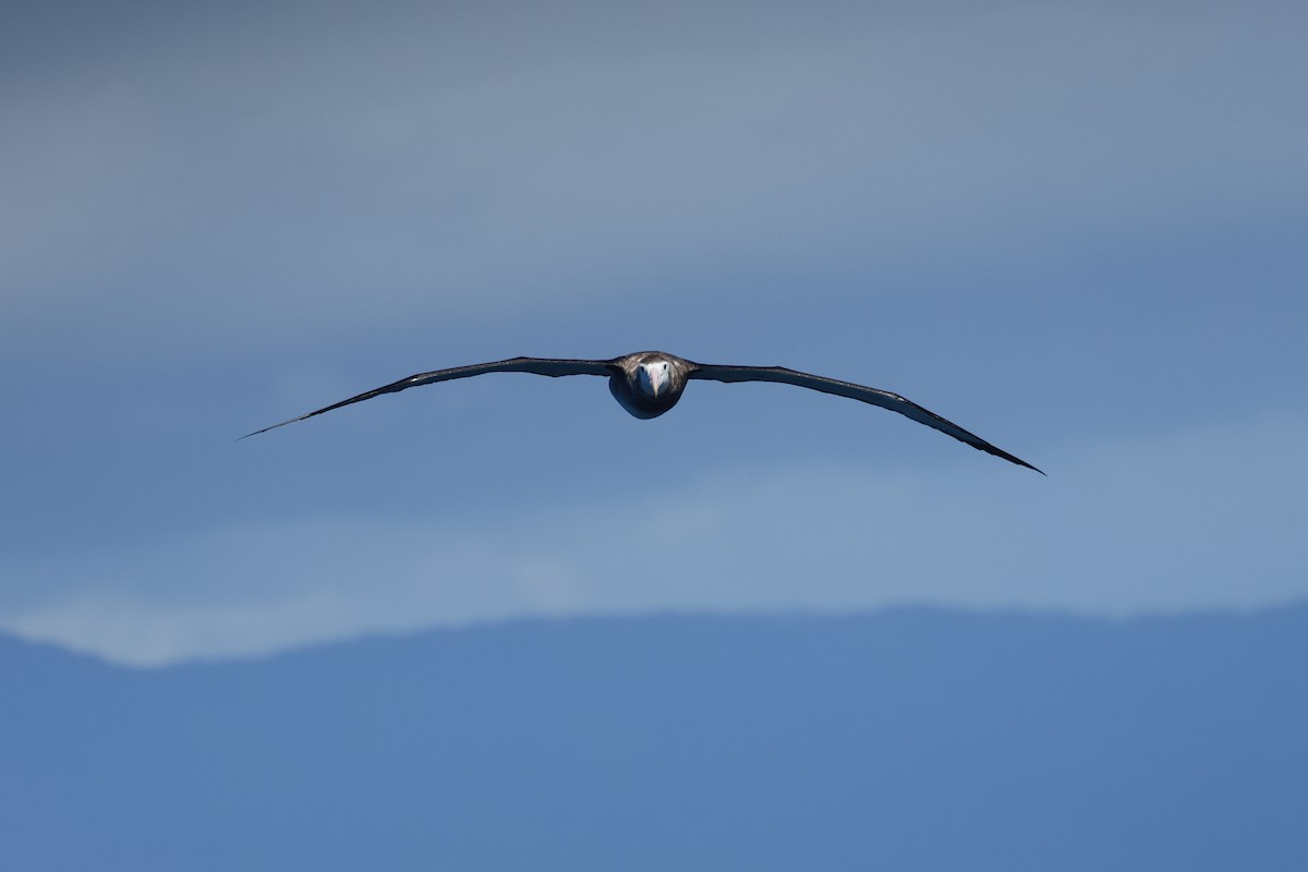 Antipodean Albatross (Gibson's) - ML645862987