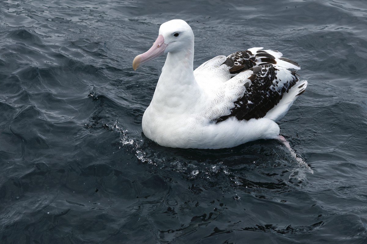 Antipodean Albatross (Gibson's) - ML645862989