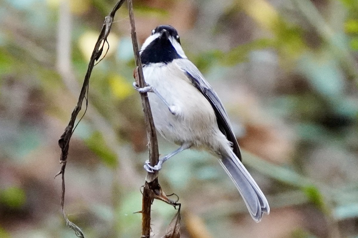Carolina Chickadee - ML645862995