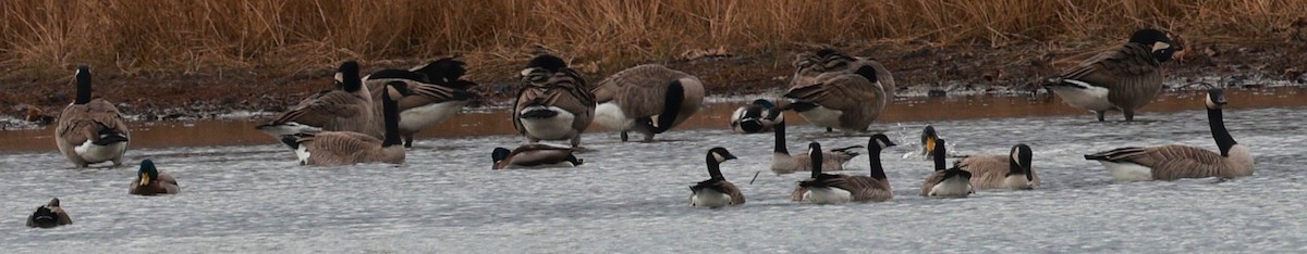 小加拿大雁 - ML645862996