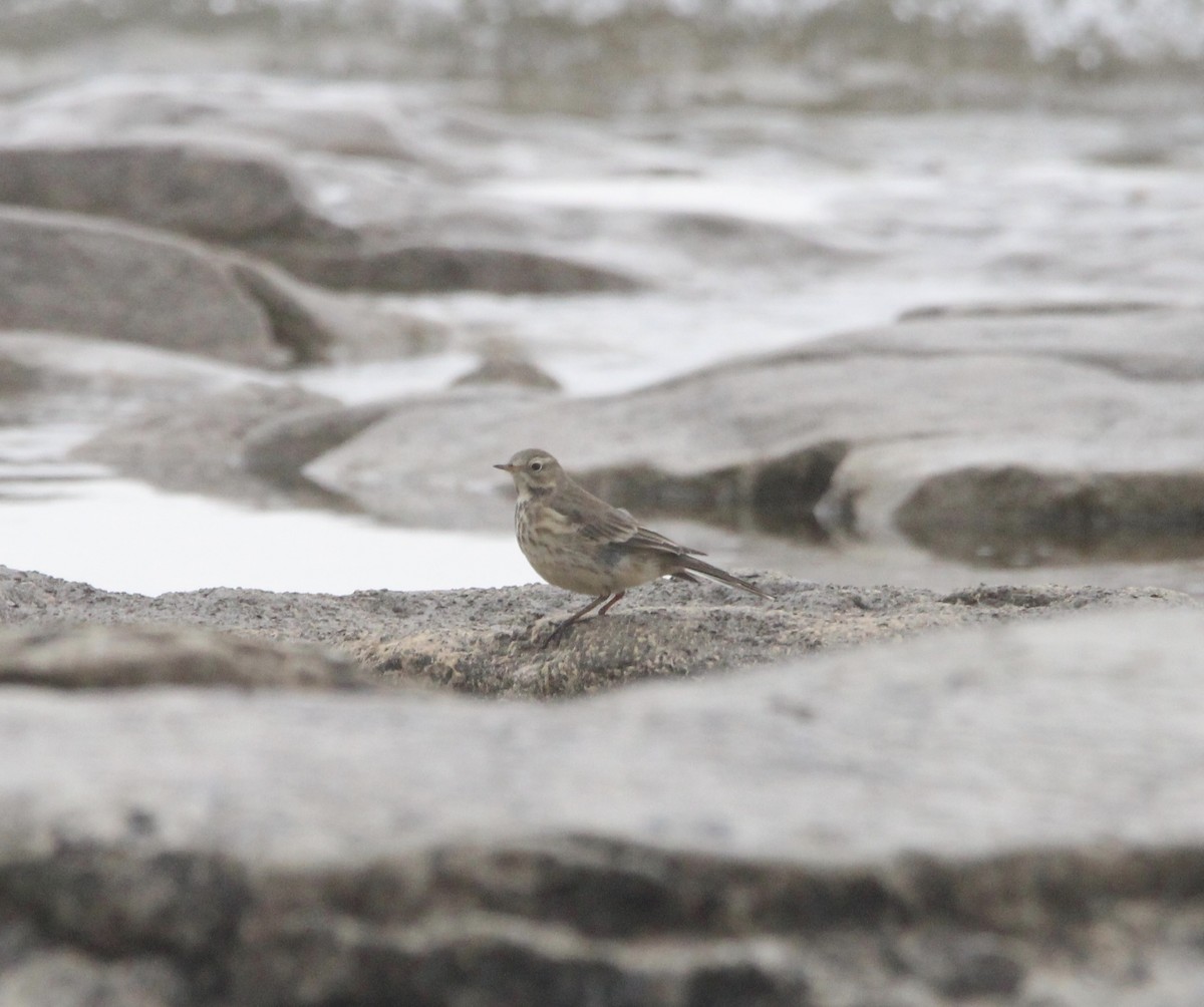 American Pipit - ML645863006