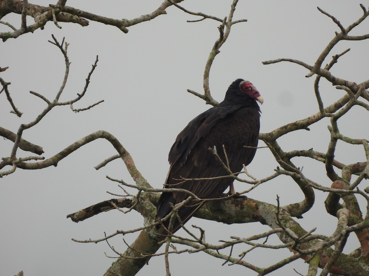 Turkey Vulture - ML645863012