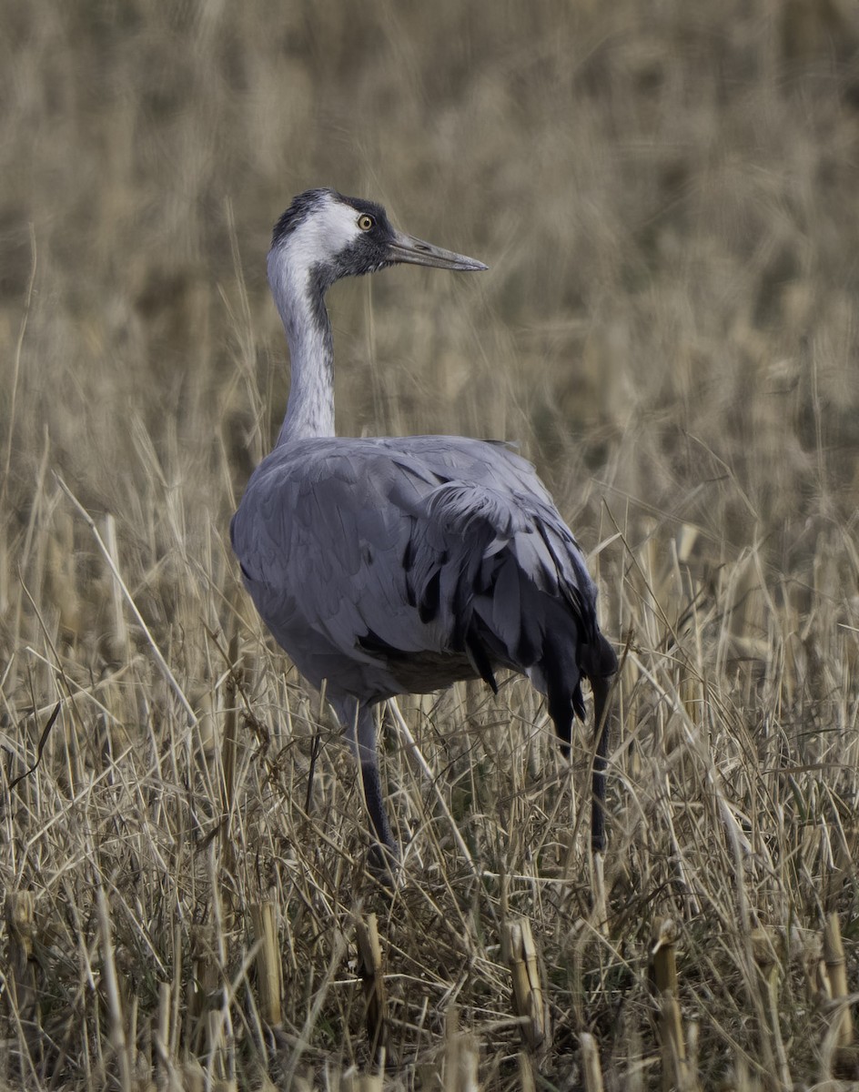 Common Crane - ML645863013