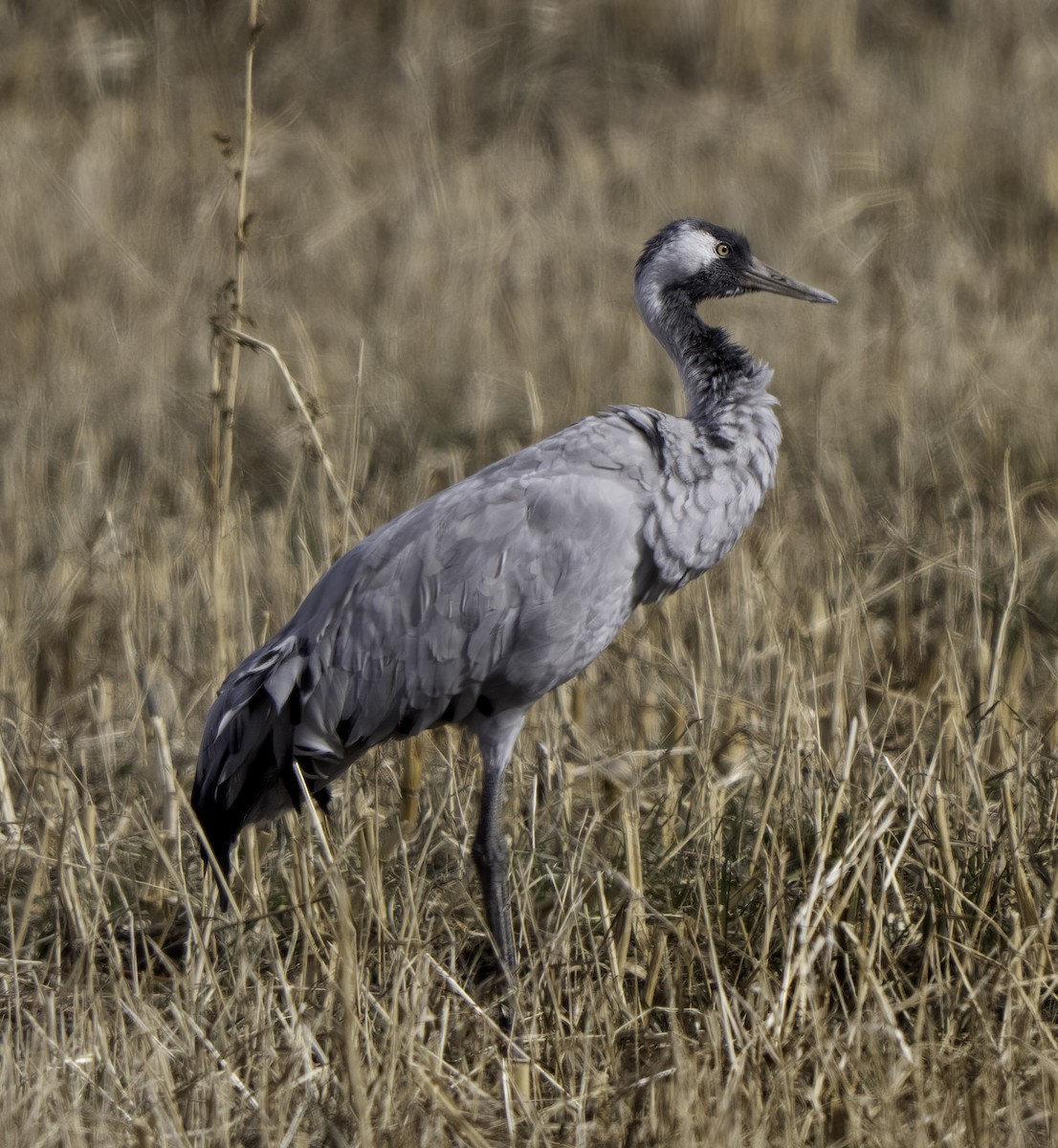Common Crane - ML645863014