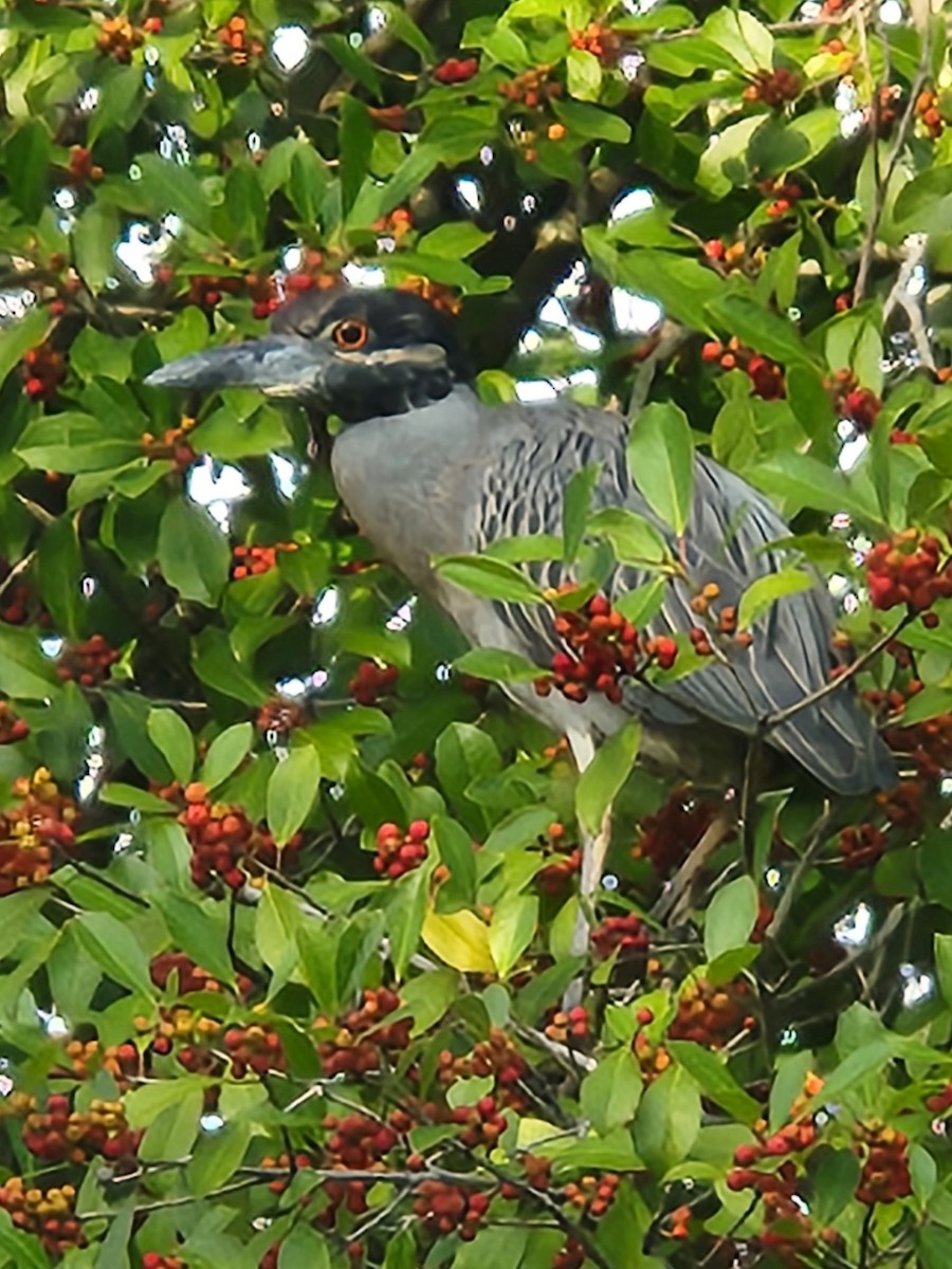 kvakoš žlutočelý - ML645863029