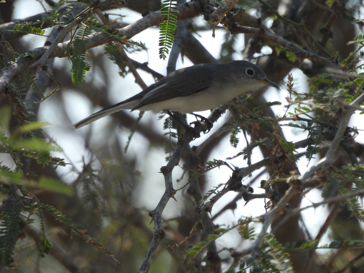 Голубая комароловка - ML645863038