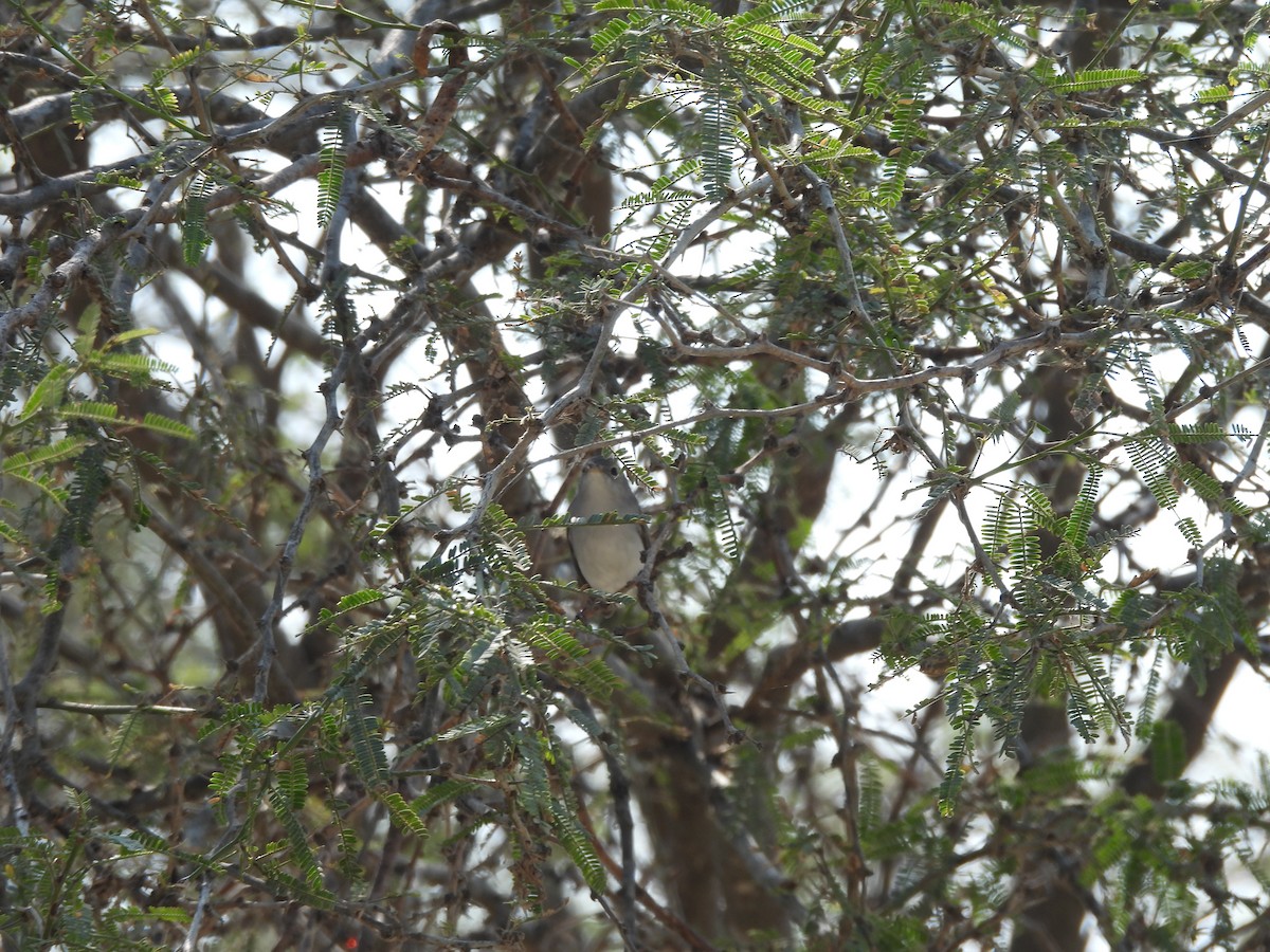 Голубая комароловка - ML645863050